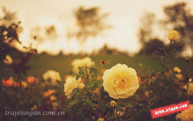 Đóa hồng vàng trong nắng Đóa hồng vàng trong nắng